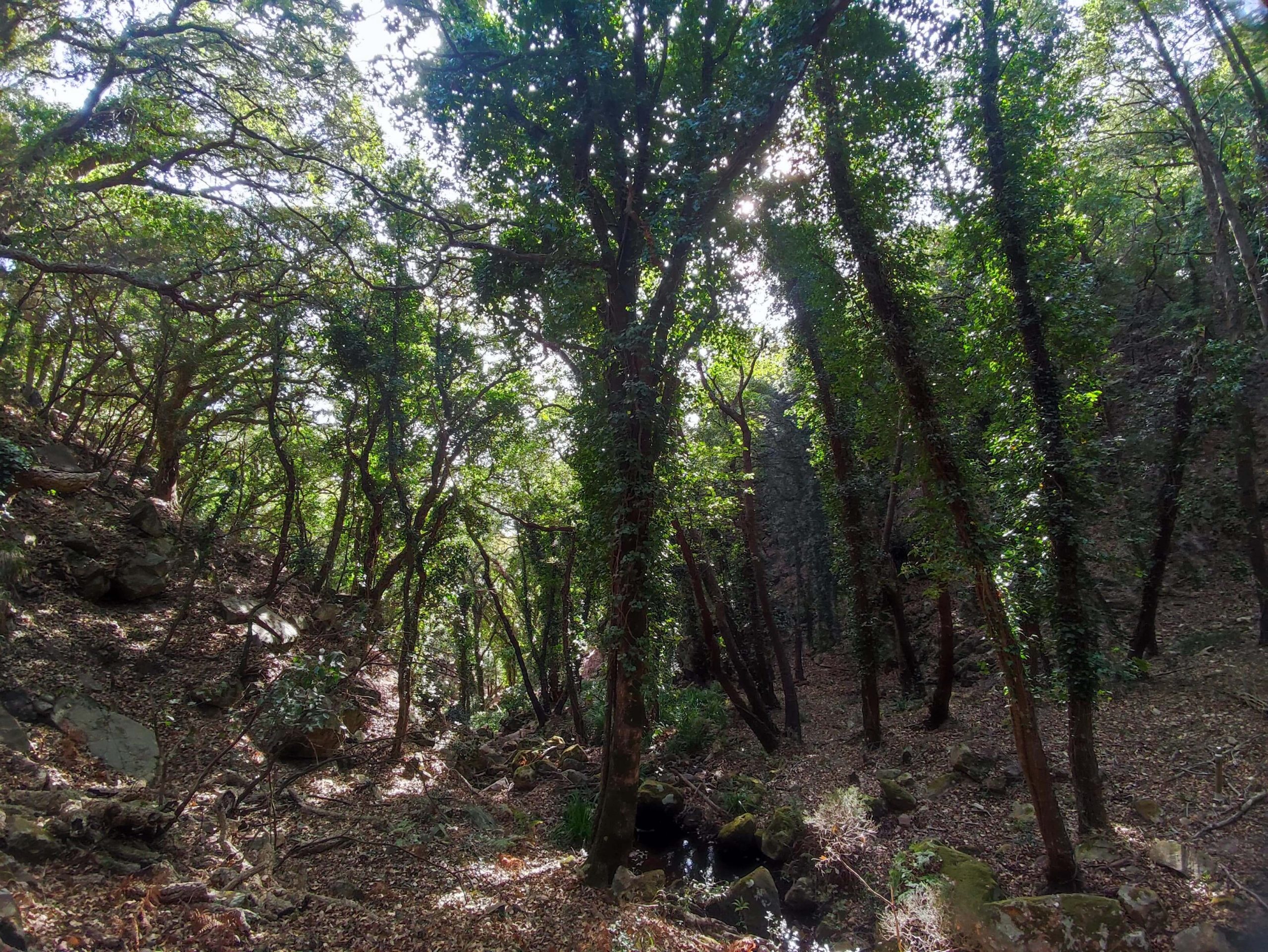 Hiking in laurisilva in Cadiz