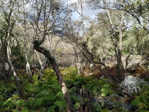 Private hiking tour Alcornocales natural park Cadiz laurisilva