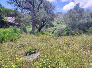 Private hiking tour Cadiz Mediterranean forest cork oak forest in Cadiz