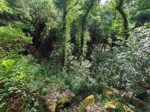 Private hiking tour Cadiz Mediterranean forest in Cadiz
