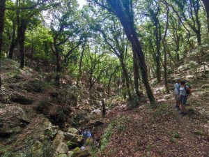 Private hiking tour green Cadiz Mediterranean forest in Cadiz
