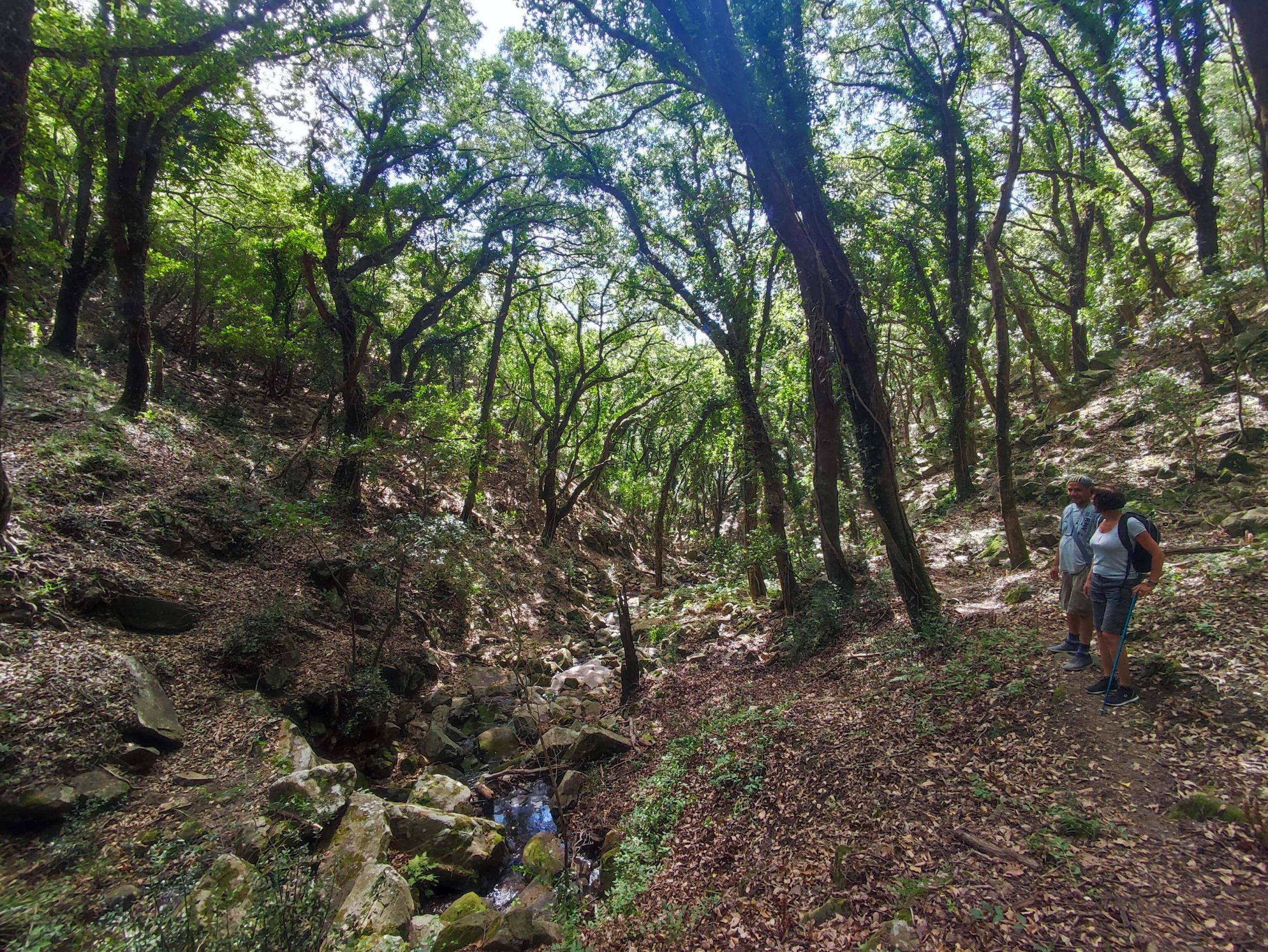 Private hiking tour green Cadiz Mediterranean forest in Cadiz