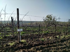 Tintilla de rota vineyard Cadiz Vejer de la Frontera