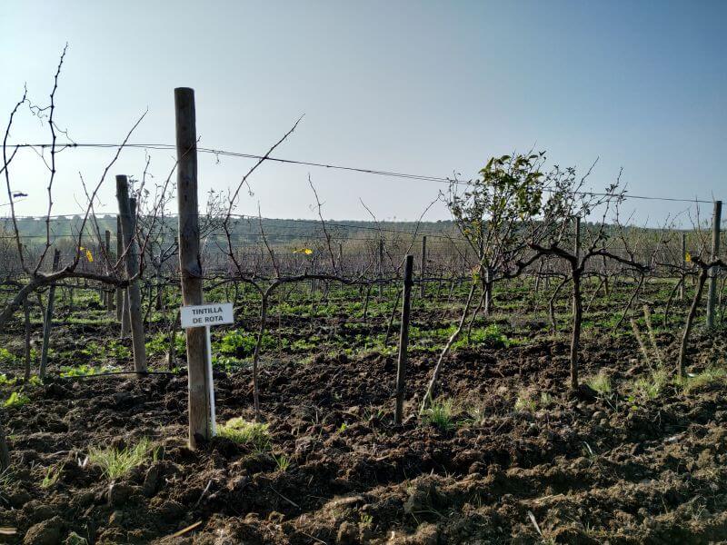 Tintilla de rota vineyard Cadiz Vejer de la Frontera
