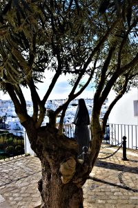 Vejer de la frontera vista encobijada olivo Explore la Tierra Cadiz